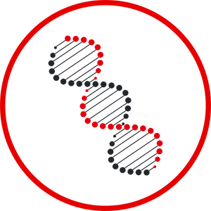 Evolution&auml;re Algorithmen