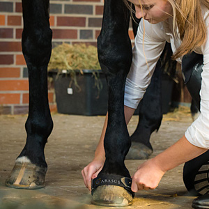 Visualisierung IoT und Pferde